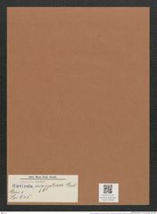 Navicula aegyptiaca Grev. (de-Toni-Nr.: Genus 1, Species 645) Zeichnungen Sammlung Grunow Mappe 00550 (Herbarium_W_Grunow_drawings_Folder_00550)